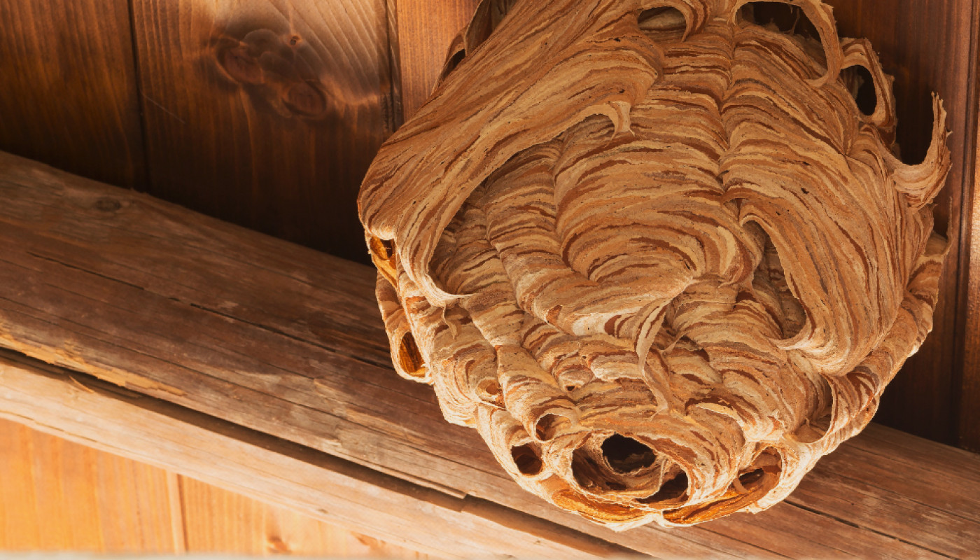 Pour une destruction radicale de nid au Mans, contactez Allô Guêpes 72 !