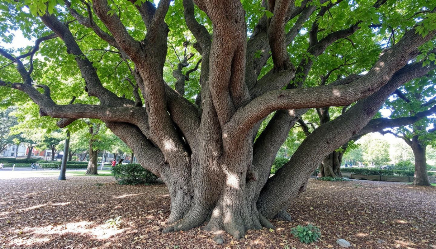 Techniques écologiques pour renforcer la résistance des platanes mûriers